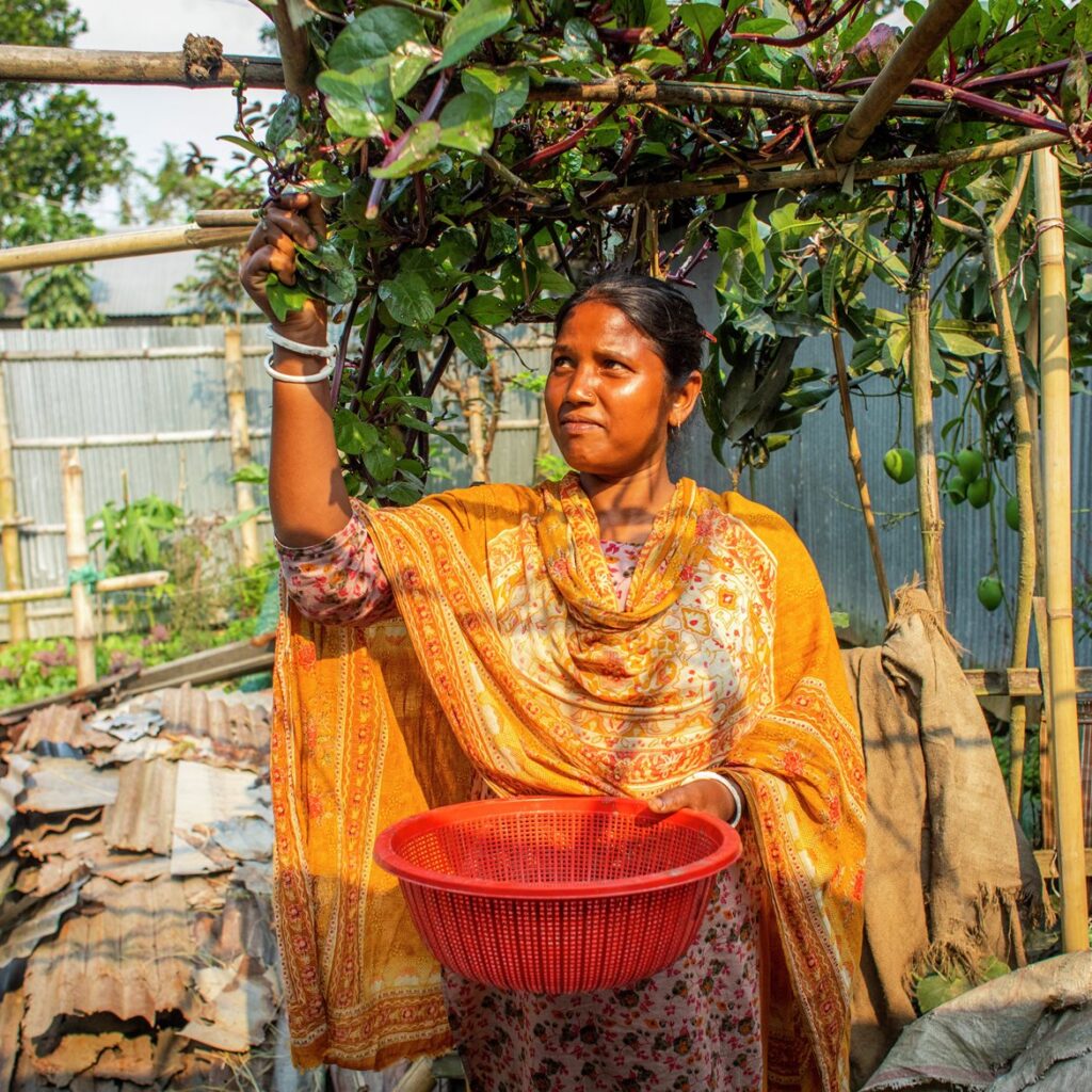 Woman wearing colourful dress picking fruits from a tree in Rangpur, Bangladesh