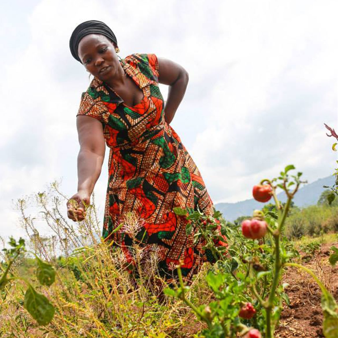 En kvinnelig bonde fra Uganda i fargerik kjole undersøker avlingen sin av tomater og grønnsaker.